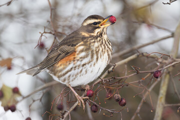 juvenile Redwing Turdus iliacus eating hawthorn berry in winter in Greifswald, Germany