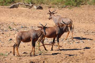 Leierantilope oder Halbmondantilope / Common tsessebe / Damaliscus lunatus