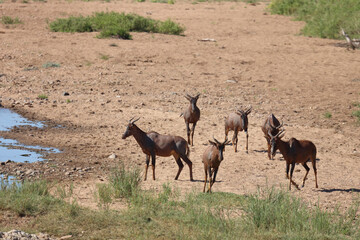 Leierantilope oder Halbmondantilope / Common tsessebe / Damaliscus lunatus