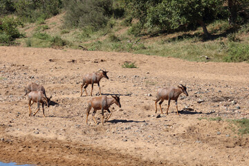Leierantilope oder Halbmondantilope / Common tsessebe / Damaliscus lunatus