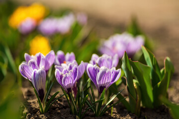 Crocuses with purple and white petals are emerging from the ground, announcing the arrival of spring