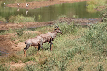 Leierantilope oder Halbmondantilope / Common tsessebe / Damaliscus lunatus