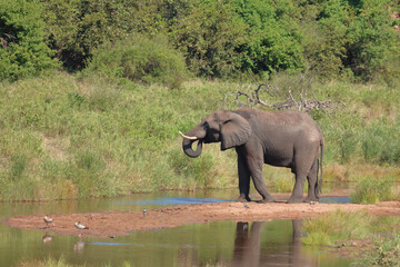 Fototapeta premium Afrikanischer Elefant im Tsendze River/ African elephant in Tsendze River / Loxodonta africana