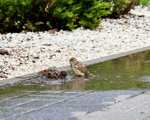 birds on the road wash