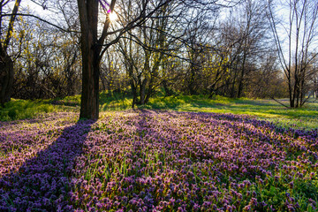 Meadow full of purple flowers covering the ground in a forest at sunrise