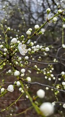white flowers on the tree