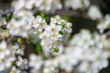 Cherry blossom flowers on a sunny spring day
