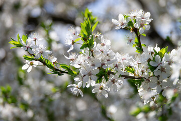 Cherry tree branch with beautiful white flowers blooming during a sunny spring day