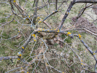 the tree is sick, yellow moss on the tree trunk. High quality photo
