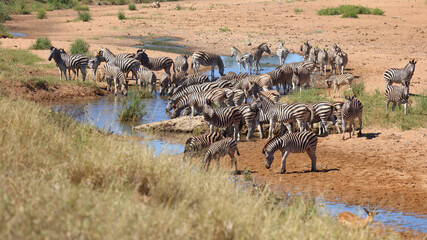 Steppenzebra im Tsendze River/ Burchell's zebra in Tsendze River / Equus quagga burchellii