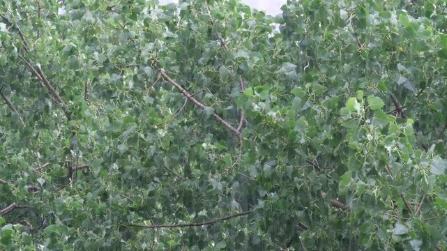 Summer rain against the background of green trees close up