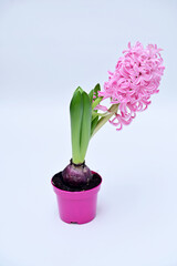 bright pink blooming hyacinth plant in a pot on a white background