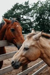 Naklejka premium portrait of two horses