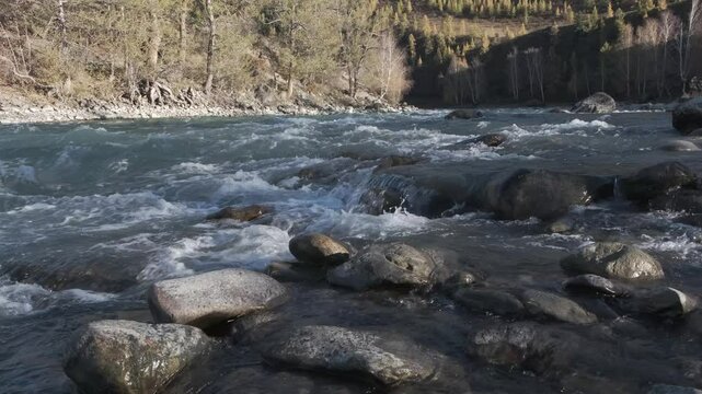 Seething water quickly flows over the stones. Mountain river in autumn against the background of the forest, slow motion. Altai
