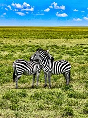zebra in green grass © NoorStockHouse
