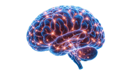 3d rendered illustration of human brain no background