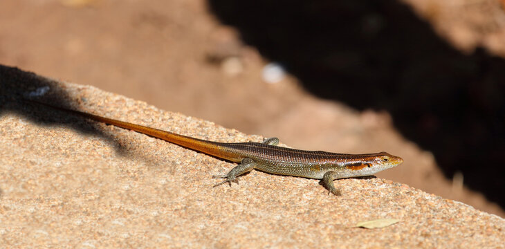 F&uuml;nfstreifenskink oder Blauschwanzskink / African five-lined skink or Rainbow skink / Mabuya quinquetaeniata uel Trachylepis quinquetaeniata