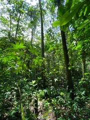 Fototapeta premium morning forest 