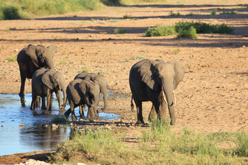 Naklejka premium Afrikanischer Elefant / African elephant / Loxodonta africana