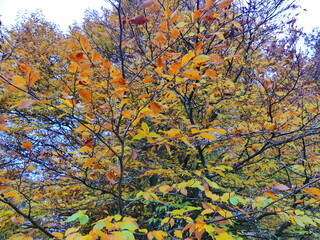Paysage automne bois forêt nature