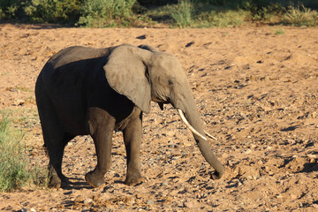 Afrikanischer Elefant / African elephant / Loxodonta africana