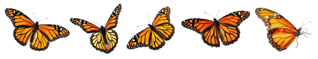 PNG Vibrant monarch butterflies in flight, element set on transparent background