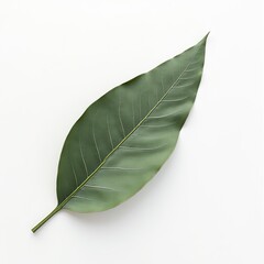 Fototapeta premium Minimalist Leaf Appliance Component Line Art - Abstract Texture