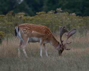A majestic fallow deer (Dama dama) standing in a grassland. Its spotted coat and broad antlers highlight its beauty. Perfect for wildlife, nature, and conservation-themed projects.