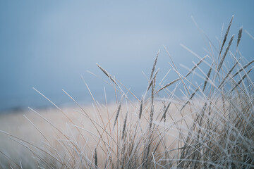 Obraz premium Winter Morning with Frozen Sand