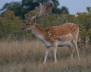 A majestic fallow deer (Dama dama) standing in a grassland. Its spotted coat and broad antlers highlight its beauty. Perfect for wildlife, nature, and conservation-themed projects.