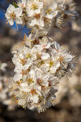 Beautiful gentle colors of the blossom tree in spring