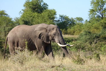 Obraz premium Afrikanischer Elefant / African elephant / Loxodonta africana