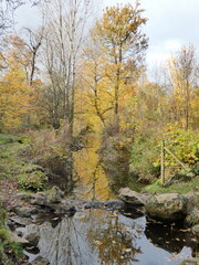 Arbres forêt en automne couleurs oranges