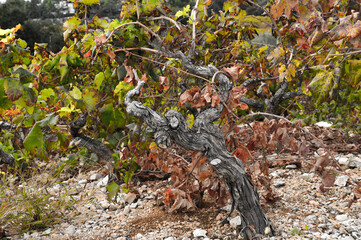 Old vine of famous Plavac mali (Dingac) grapevine sort. Photgraphed at southern slopes of Peljesac peninsula