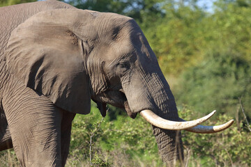 Afrikanischer Elefant / African elephant / Loxodonta africana..