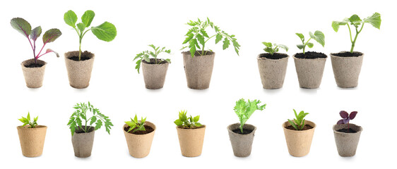 Set of different seedlings in peat pots on white background