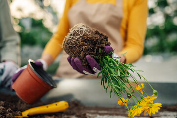 Close up of female botanist's hands holding flower and planting it in pot