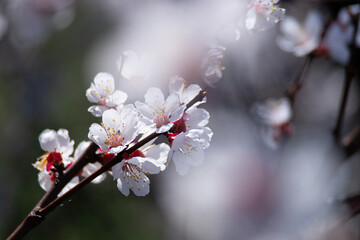 Beautiful white flowers blooming on a branch, illuminated by sunlight, creating a dreamy and romantic atmosphere