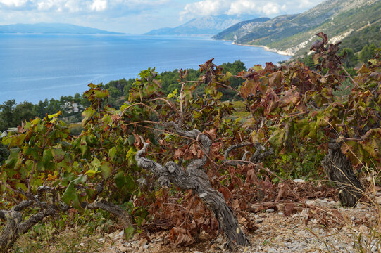 Old vines of famous Plavac mali (Dingac) grapevine sort. Photgraphed at southern slopes of Peljesac peninsula