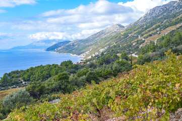 Southern slopes of the Peljesac peninsula, where famous  sort of Plavac Mali vine variety (also known as Dingac) is being cultivated