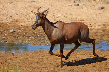 Fototapeta premium Leierantilope oder Halbmondantilope / Common tsessebe / Damaliscus lunatus.
