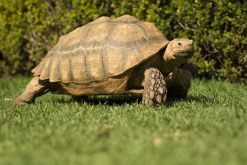 Close up of a beautifull brown tortoise 