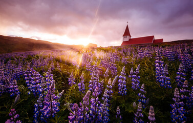 Vikurkirkja Church in the middle of a field of blooming lupines illuminated by the sun. Location place Vik village in Myrdal valley, Iceland, Europe.