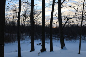 sunset in the winter forest