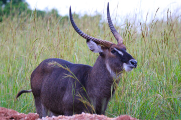 impala in the savannah