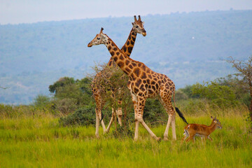 giraffes in the savannah