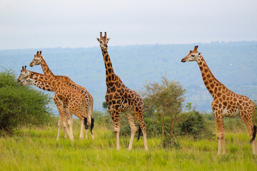 giraffes in the wild © Nathan