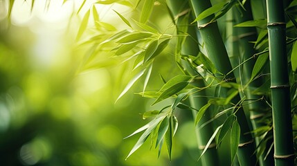 Lush bamboo forest background, dense green bamboo stalks, tranquil nature scene.