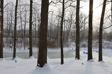 forest in winter