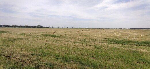 Obraz premium field of wheat
